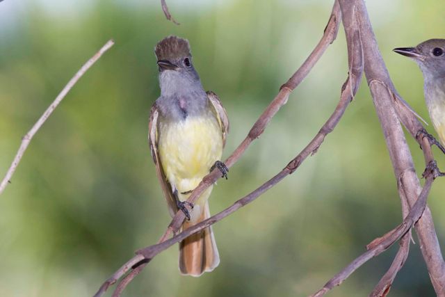 Great Crested Flycatcher